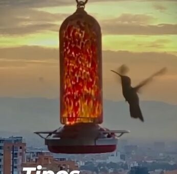 TIPOS DE PMO – RED AND GREEN FLAGS (adjunto gratis)